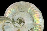 Silver Iridescent Ammonite (Cleoniceras) Fossil - Madagascar #137389-2